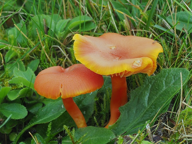 lúčnica krvavá Hygrocybe miniata (Fr.) P. Kumm.