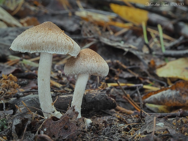 vláknica Inocybe sp.