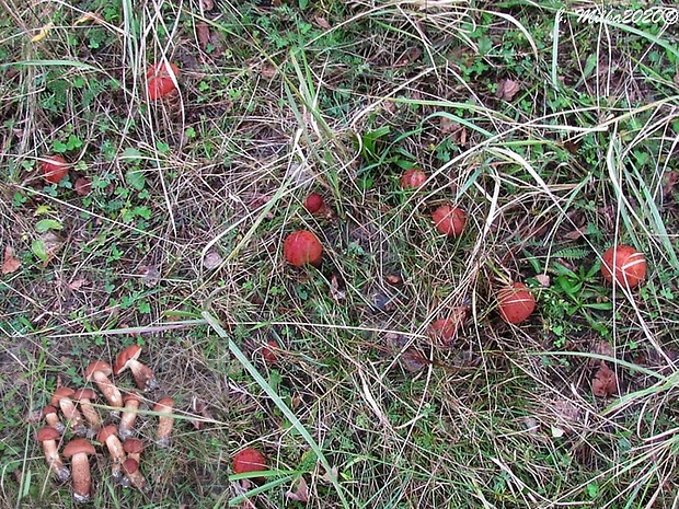 kozák dubový Leccinum aurantiacum (Bull.) Gray