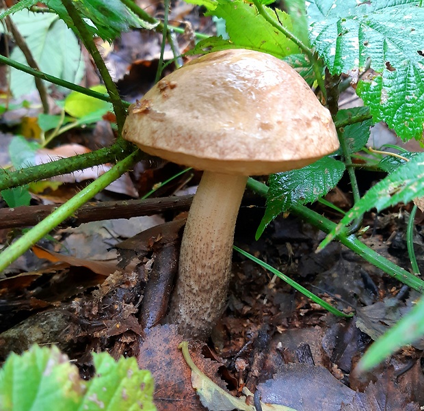 kozák brezový Leccinum scabrum (Bull.) Gray