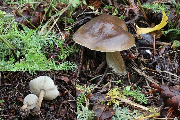 tmavuľka Melanoleuca sp.