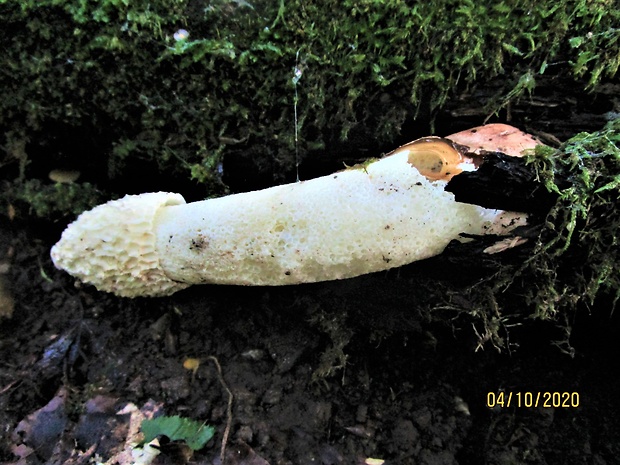 hadovka smradľavá Phallus impudicus L.