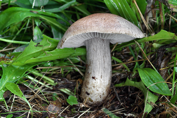 číruška černejúca Pseudotricholoma metapodium (Fr.) Sánchez-García & Matheny