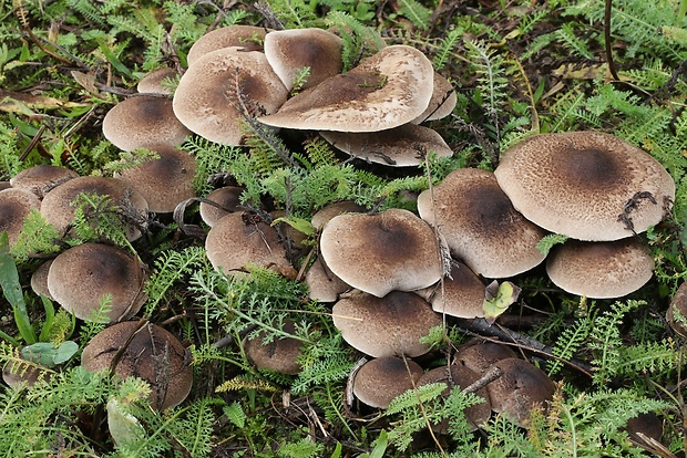 čírovka sivookrová Tricholoma scalpturatum (Fr.) Quél.