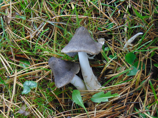 čírovka zemná Tricholoma terreum (Schaeff.) P. Kumm.