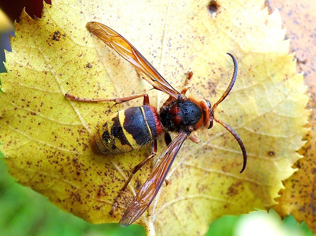 sršeň obyčajný Vespa crabro