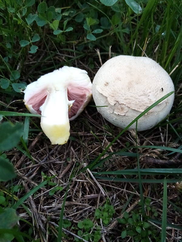 pečiarka páchnuca Agaricus xanthodermus Genev.