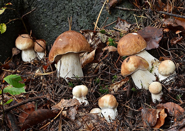 hríb smrekový Boletus edulis Bull.