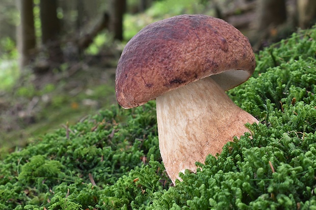 hríb sosnový Boletus pinophilus Pil. et Dermek in Pil.