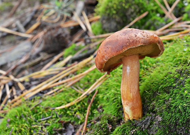 meďovec korenistý Chalciporus piperatus (Bull.) Bataille