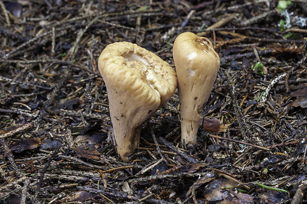 kyjak useknutý Clavariadelphus truncatus Donk