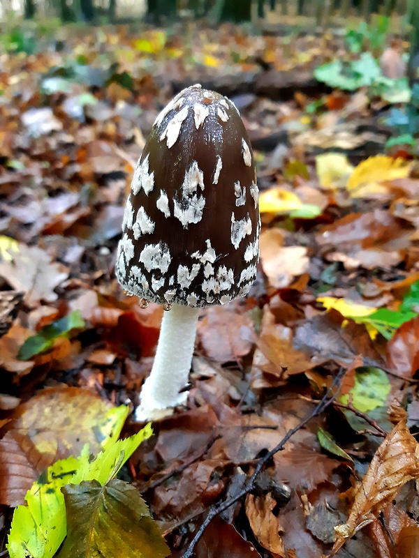 hnojník strakatý Coprinopsis picacea (Bull.) Redhead, Vilgalys & Moncalvo