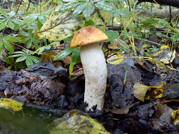 kozák osikový Leccinum albostipitatum den Bakker & Noordel.