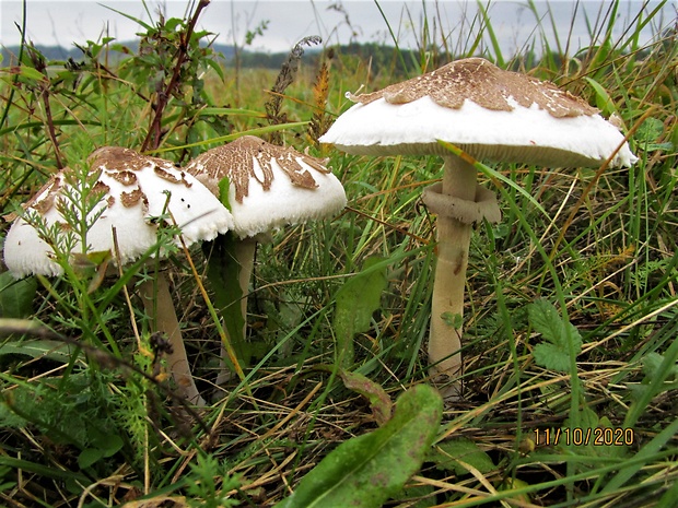 bedľa Konradova Macrolepiota konradii (Huijsman ex P.D. Orton) M.M. Moser