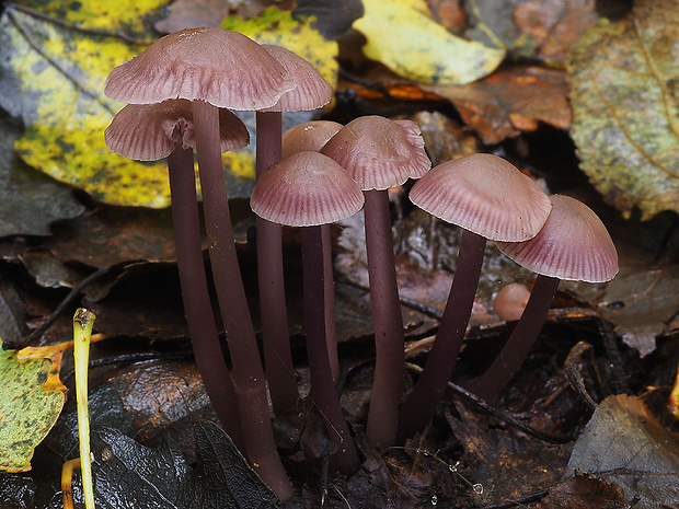 prilbička dvojvonná Mycena diosma Krieglst. & Schwöbel