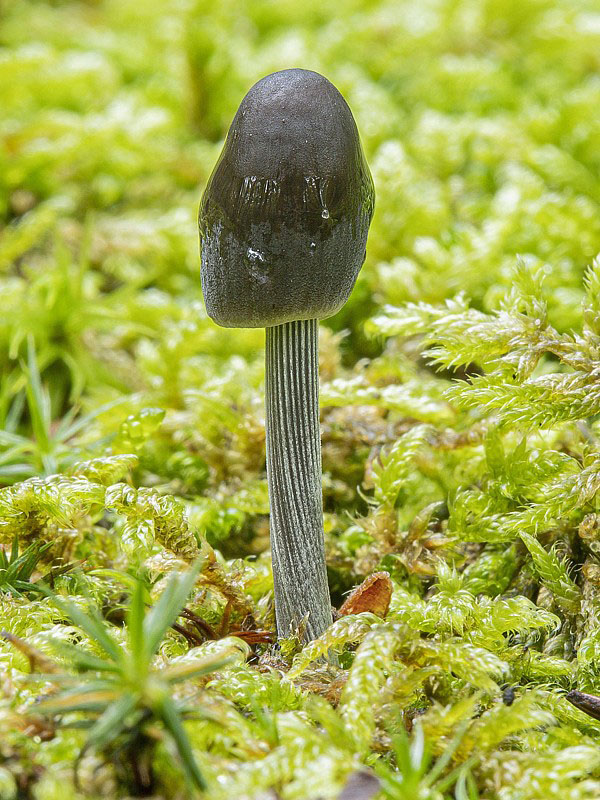 prilbička ryhovaná Mycena polygramma (Bull.) Gray