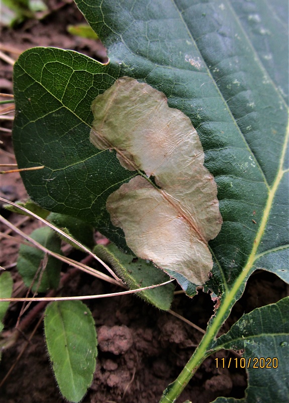 mínovník dubový Tischeria ekebladella