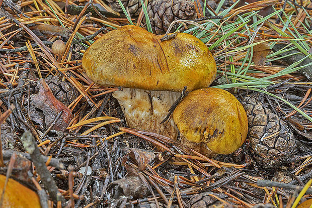 čírovka prsteňová Tricholoma focale (Fr.) Ricken