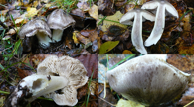 čírovka sivá Tricholoma portentosum (Fr.) Quél.