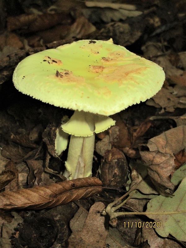 muchotrávka citrónovožltá Amanita citrina Pers.