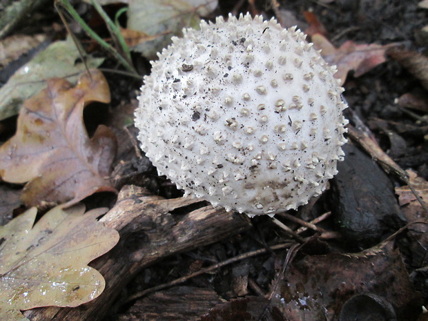 muchotrávka ostnatá Amanita echinocephala (Vittad.) Quél.