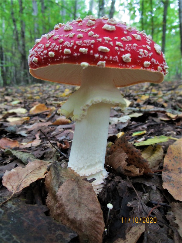 muchotrávka červená Amanita muscaria (L.) Lam.