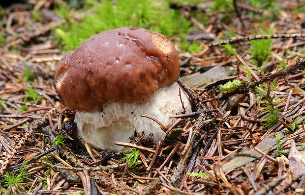 hríb smrekový Boletus edulis Bull.