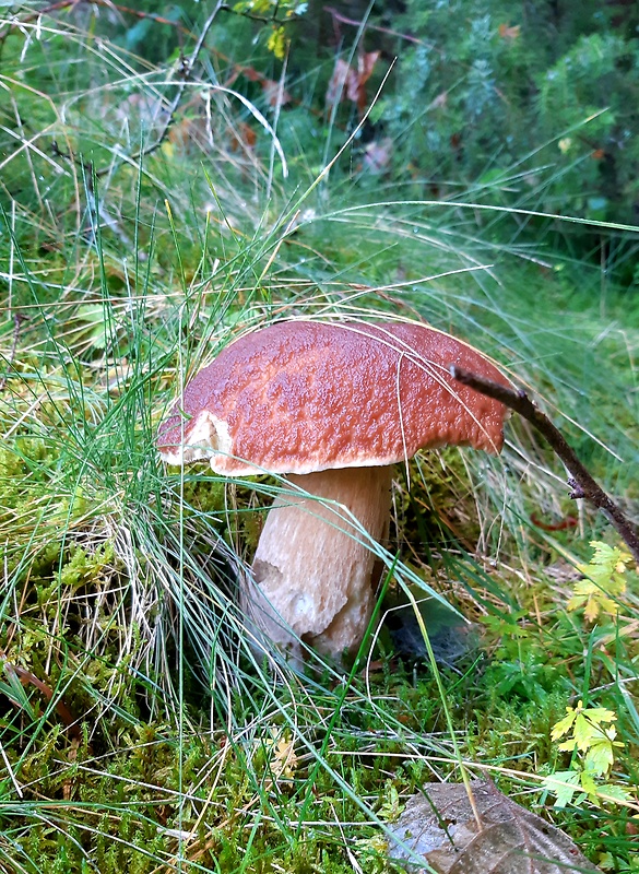 hríb smrekový Boletus edulis Bull.