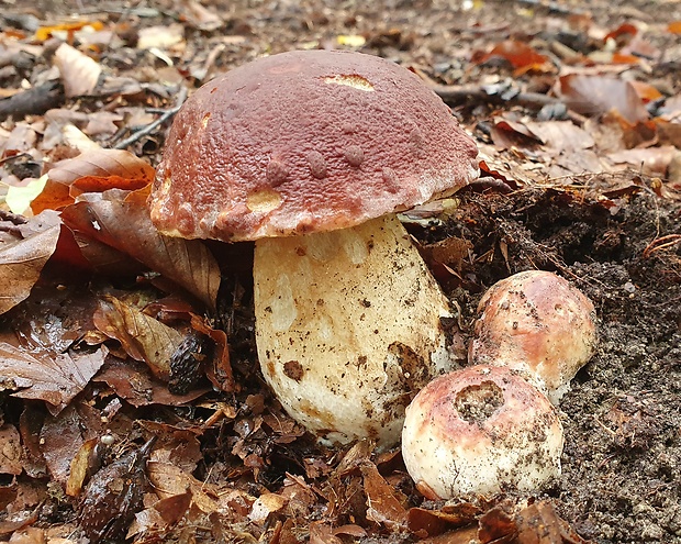 hríb sosnový Boletus pinophilus Pil. et Dermek in Pil.