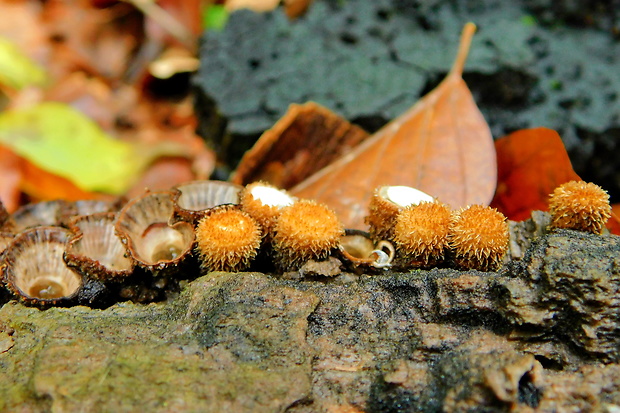 čiaškovec pásikavý Cyathus striatus (Huds.) Willd.