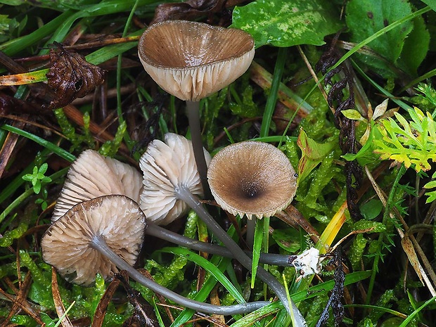 hodvábnica Entoloma lividocyanulum (Kühner) Noordel.