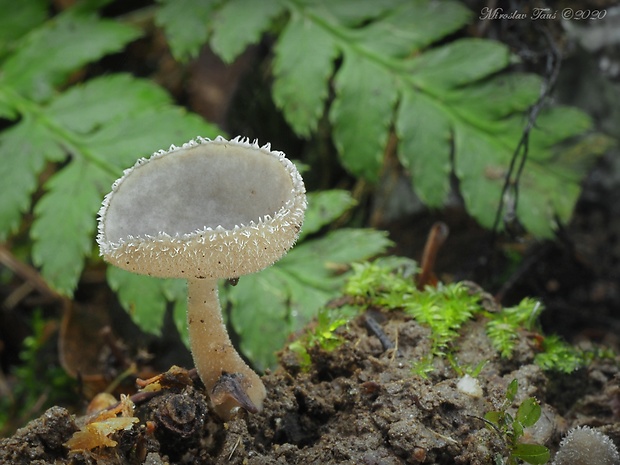 chriapač Helvella sp.