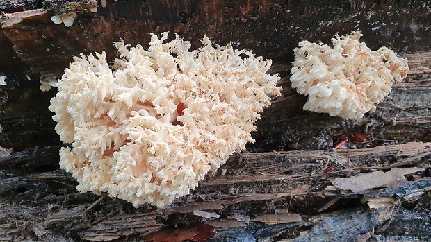 koralovec bukový Hericium coralloides (Scop.) Pers.