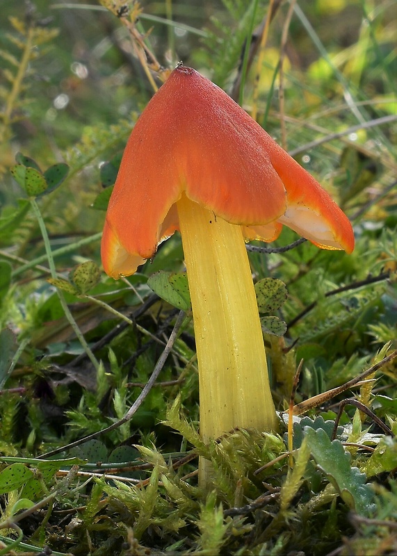 lúčnica kužeľovitá Hygrocybe conica (Schaeff.) P. Kumm.