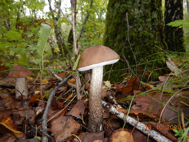 kozák topoľový Leccinum duriusculum (Schulzer ex Kalchbr.) Singer