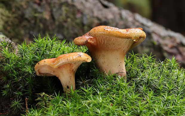 čechračka podvinutá Paxillus involutus (Batsch) Fr.