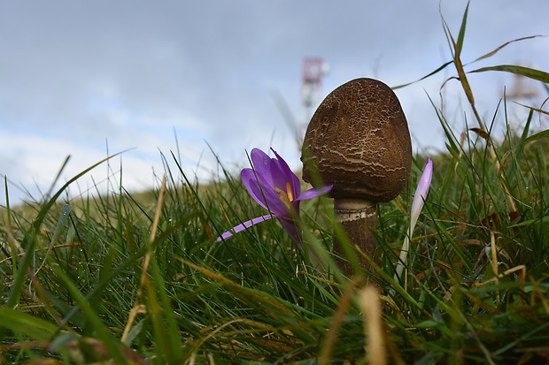 bedľa vysoká Macrolepiota procera (Scop.) Singer