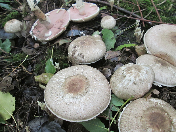 pečiarka Agaricus sp.