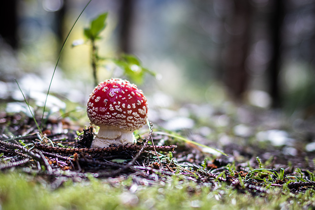 muchotrávka červená Amanita muscaria (L.) Lam.