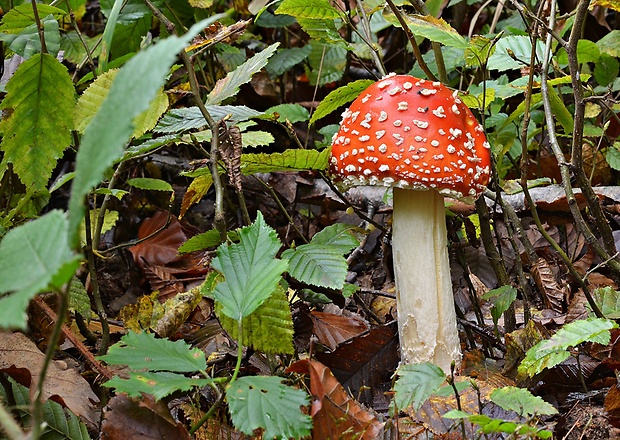 muchotrávka červená Amanita muscaria (L.) Lam.