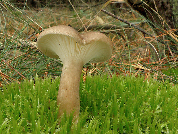 strmuľka kyjakovitá Ampulloclitocybe clavipes (Pers.) Redhead, Lutzoni, Moncalvo & Vilgalys