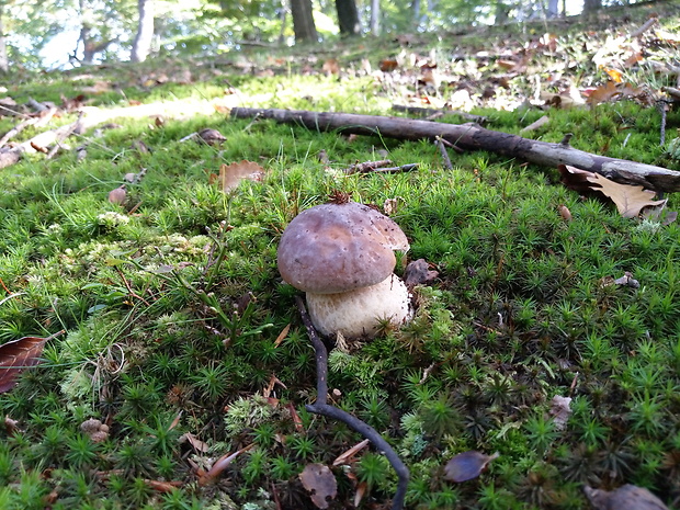 hríb smrekový Boletus edulis Bull.