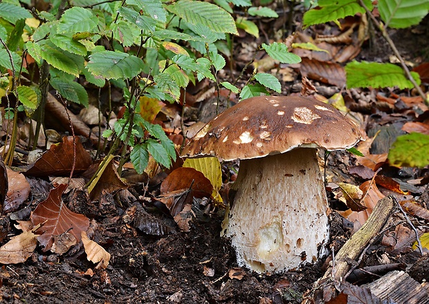 hríb smrekový Boletus edulis Bull.