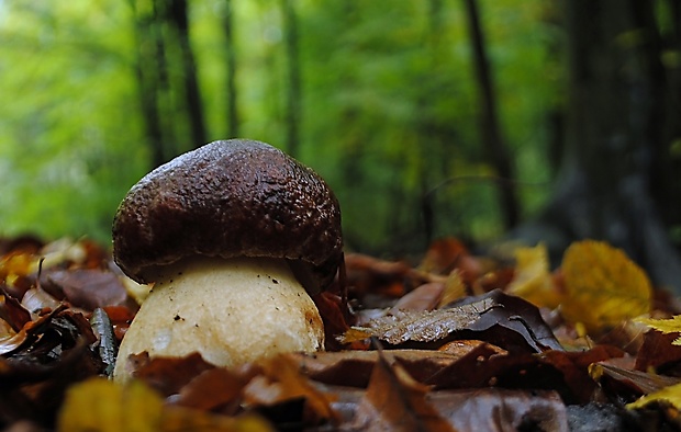 hríb sosnový Boletus pinophilus Pil. et Dermek in Pil.