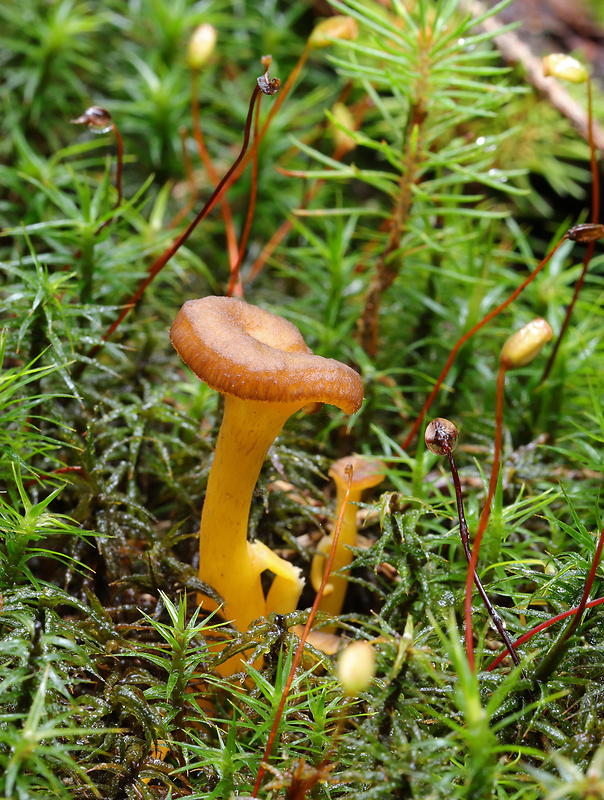 kuriatko žltohnedé Cantharellus lutescens Fr.