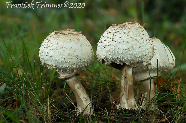 bedľa červenejúca Chlorophyllum rachodes (Vittad.) Vellinga