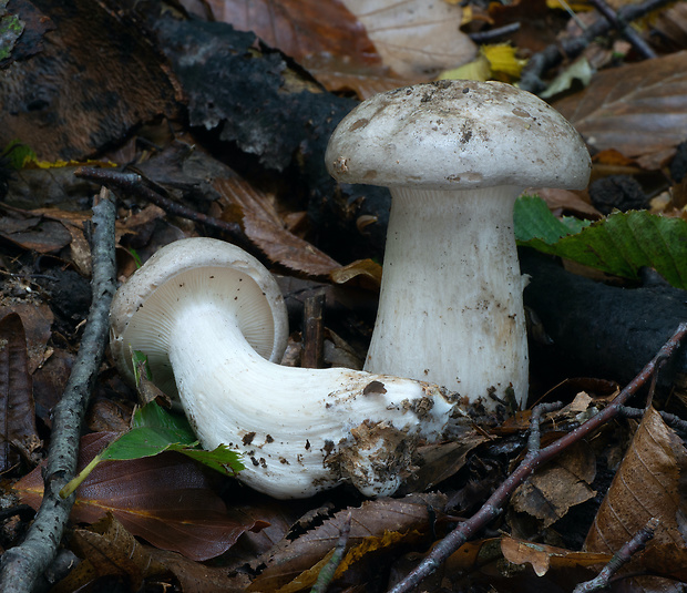 strmuľka inovaťová Clitocybe nebularis (Batsch) P. Kumm.