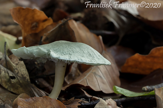 strmuľka anízová Clitocybe odora (Bull.) P. Kumm.