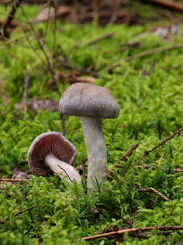 pavučinovec Cortinarius sp.