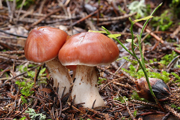 pavučinovec Cortinarius sp.